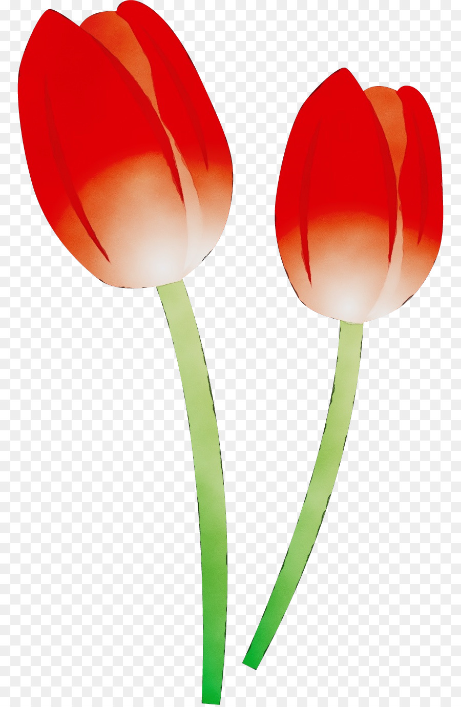 Tulip Merah，Bunga PNG