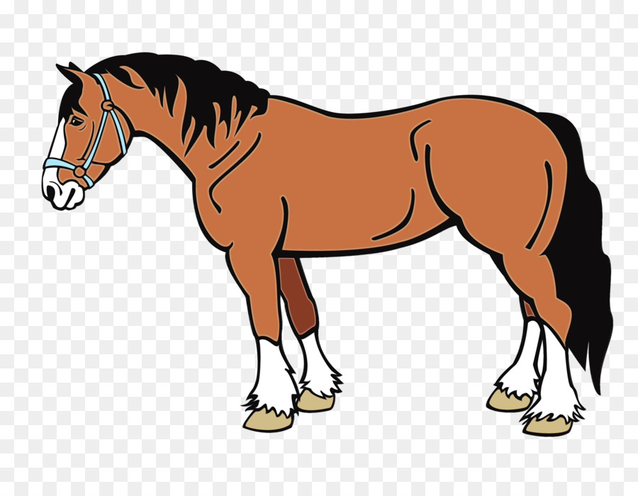 Kuda，Hewan Gambar PNG