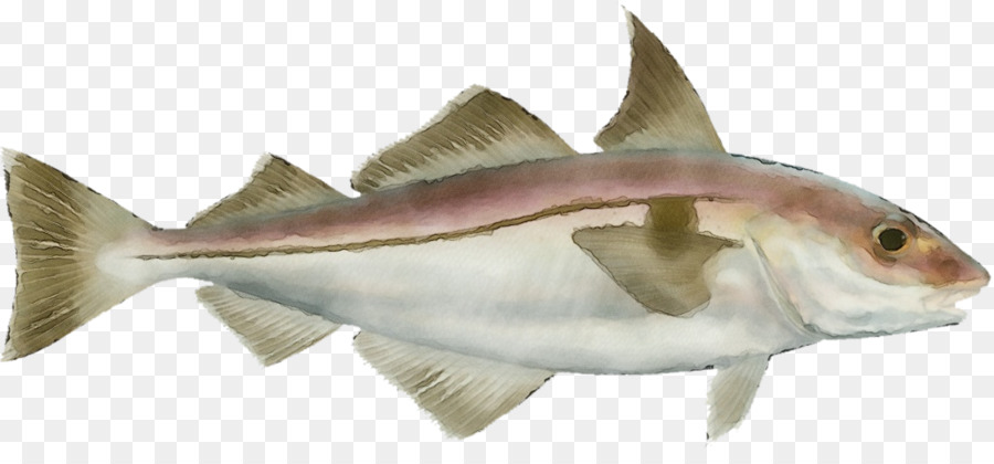 Ikan，Hidangan Laut PNG