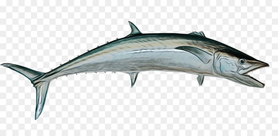 Ikan Todak，Laut PNG