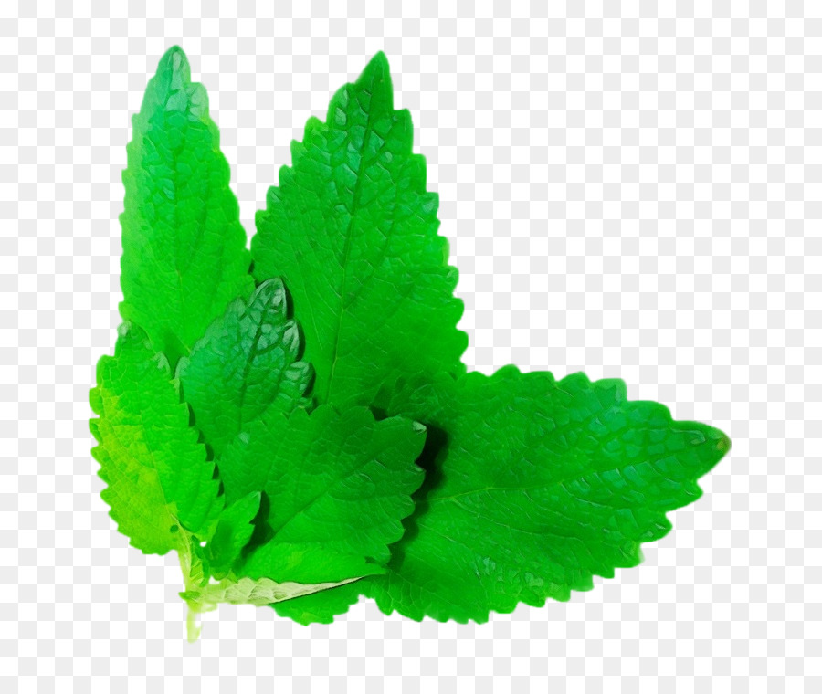 Daun Mint，Herba PNG