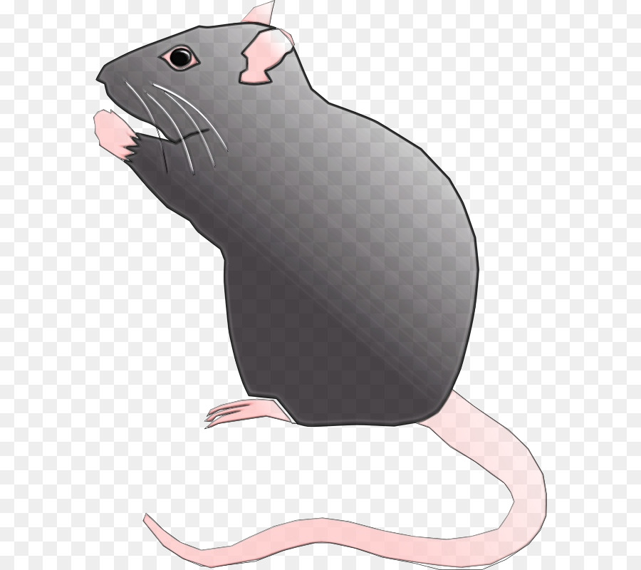 Tikus，Mouse PNG
