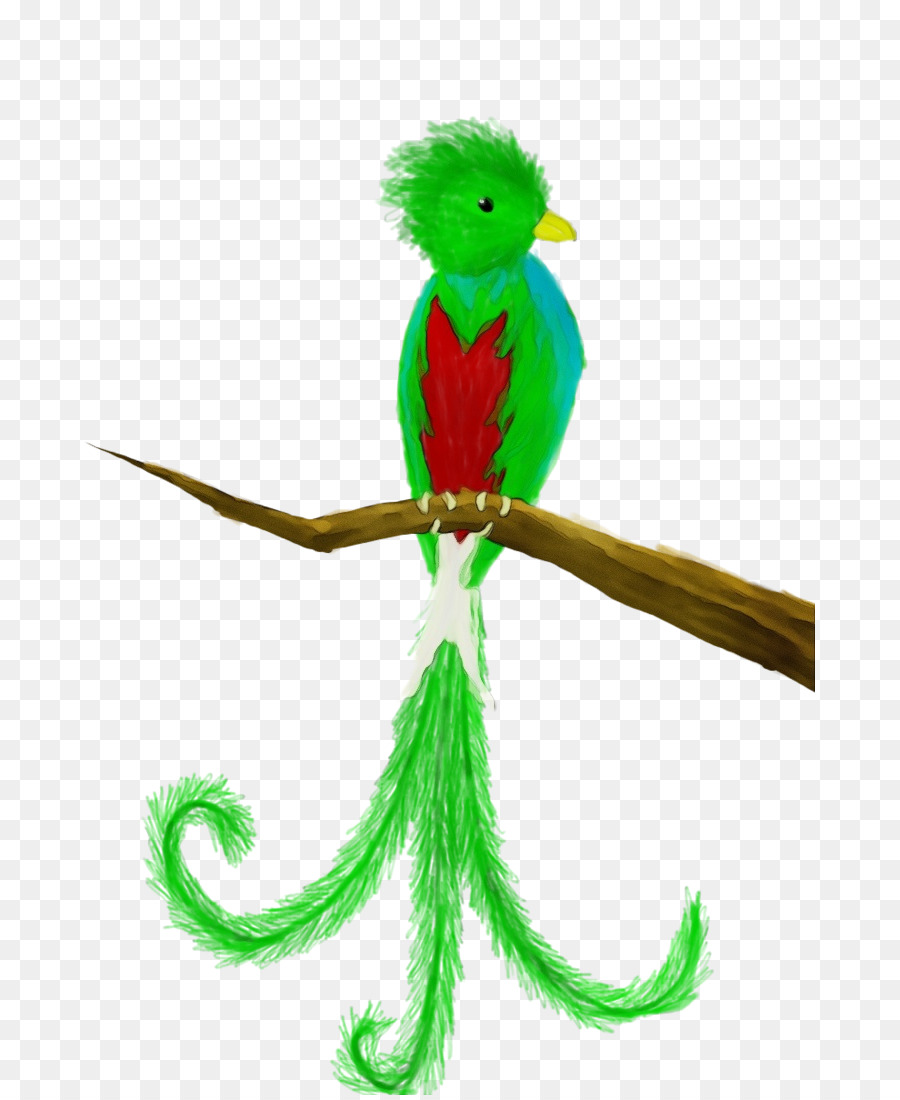 Quetzal，Hijau PNG