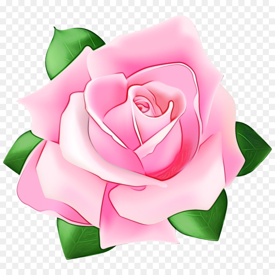 Mawar Taman，Merah Jambu PNG