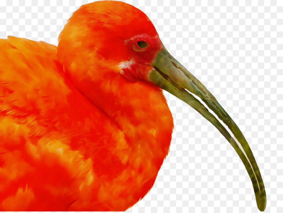 Burung，Paruh PNG