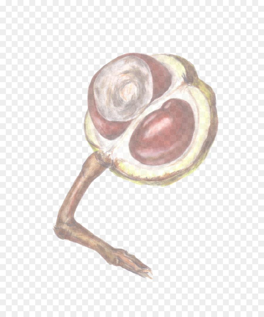 Kastanye，Kacang PNG