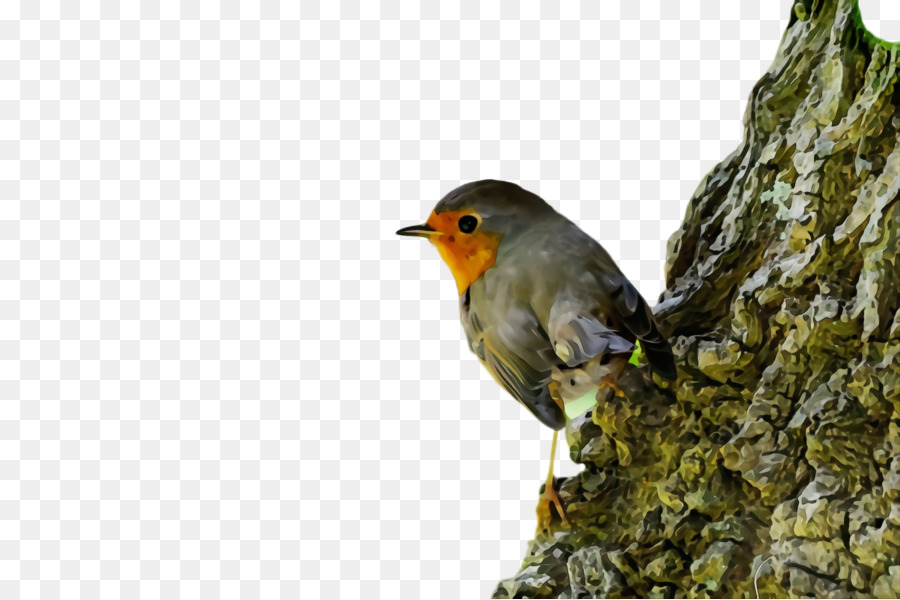 Burung，Eropa Robin PNG