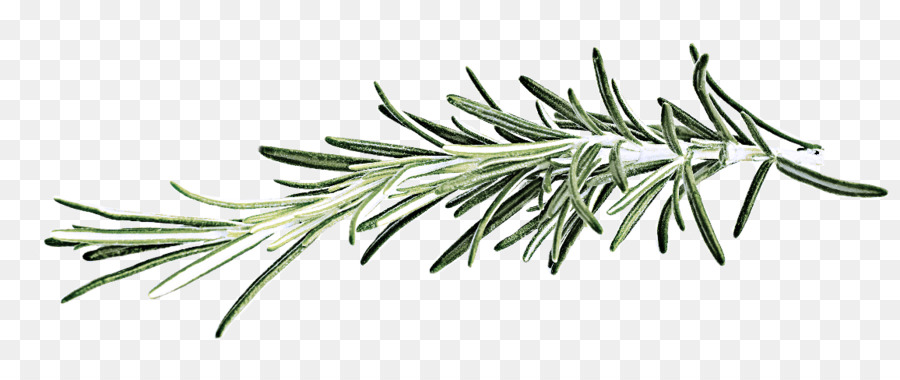 Rosemary，Hijau PNG