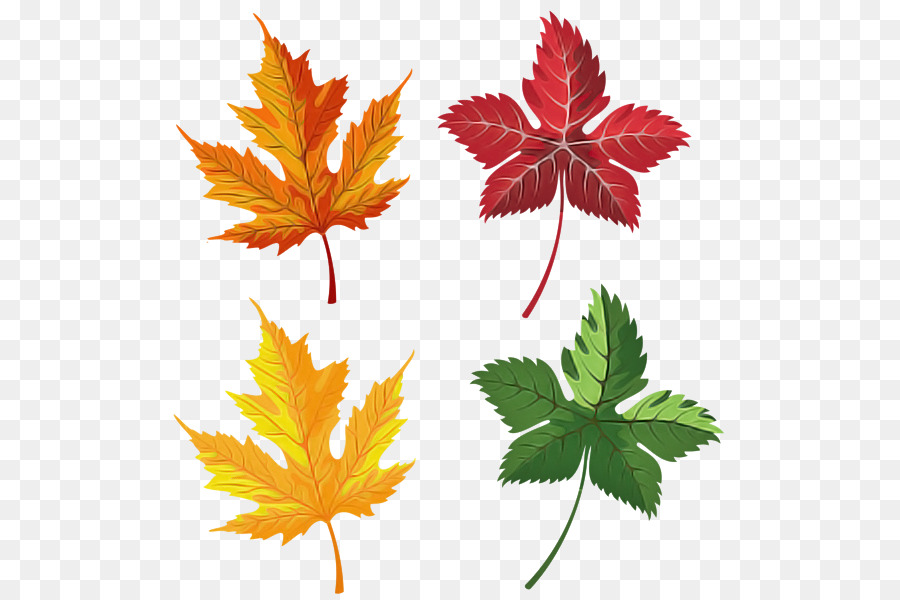 Daun，Daun Maple PNG