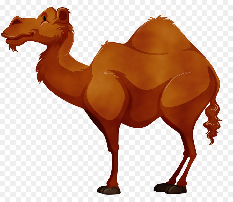 Unta，Arab Unta PNG