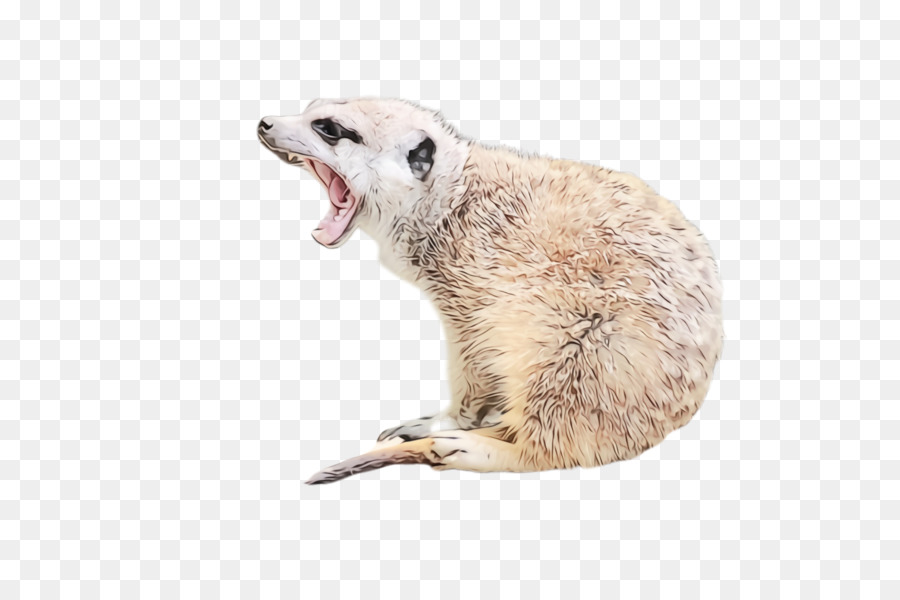 Meerkat，Satwa Liar PNG