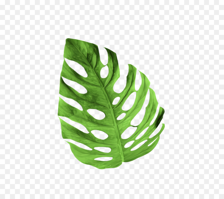 Hijau，Monstera Deliciosa PNG