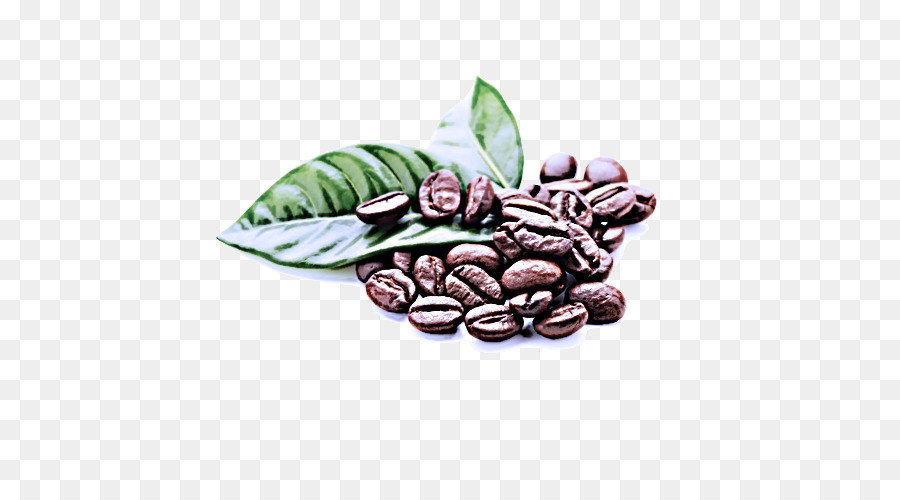 Biji Kakao，Kopi Jamaican Blue Mountain PNG