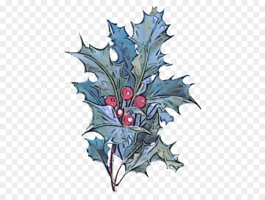 Holly，Daun PNG