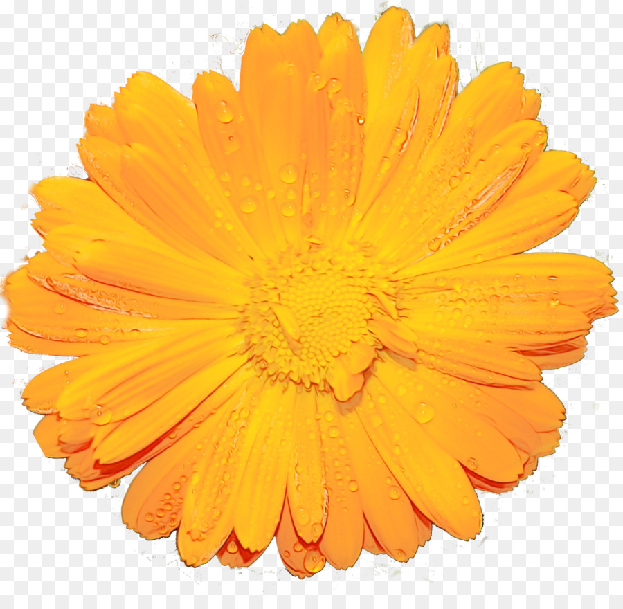 Marigold Bahasa Inggris，Kuning PNG