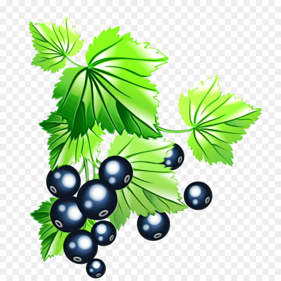 Daun，Berry PNG