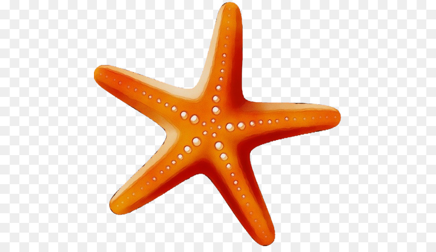 Bintang Laut，Oranye PNG