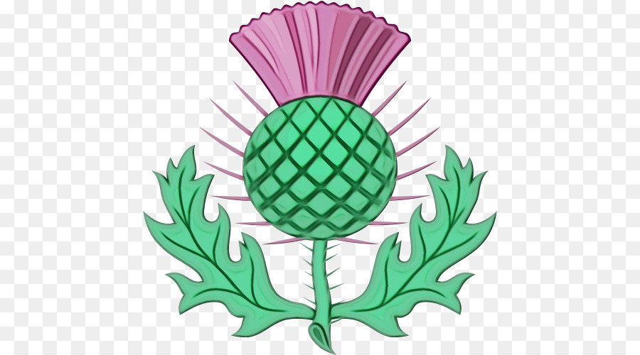 Hijau，Thistle PNG