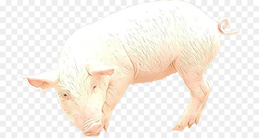 Anak Babi，Babi PNG