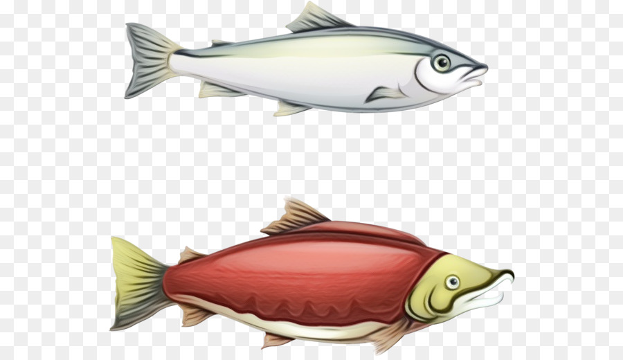 Ikan，Sockeye Salmon PNG