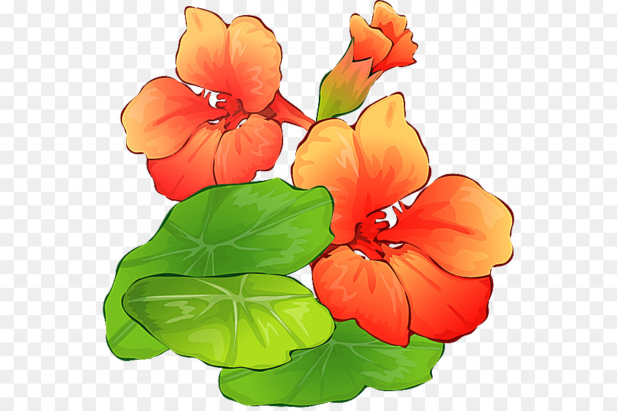 Bunga，Nasturtium PNG