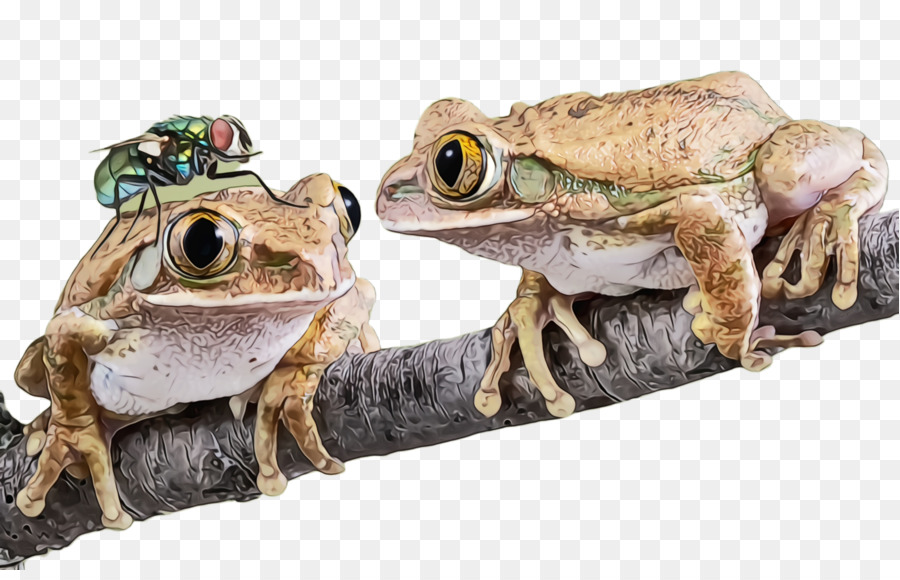 Katak，Cabang PNG