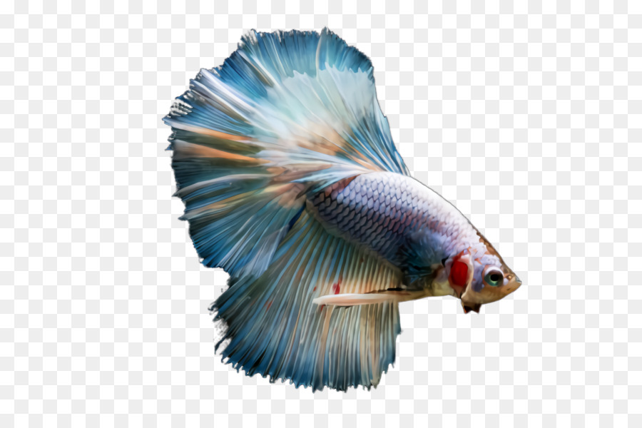 Ikan，Akuatik PNG