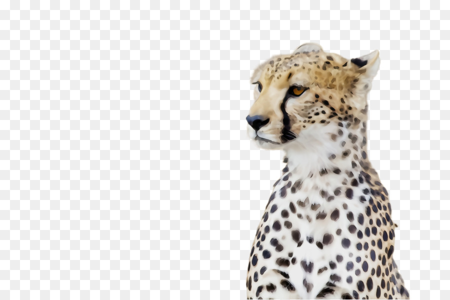 Cheetah，Bintik Bintik PNG