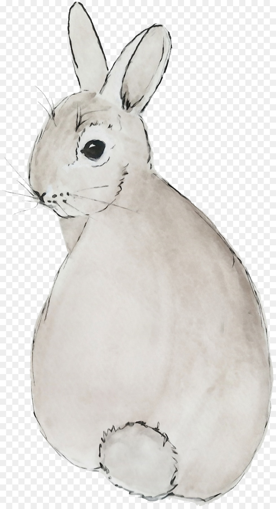 Kelinci，Gunung Cottontail PNG