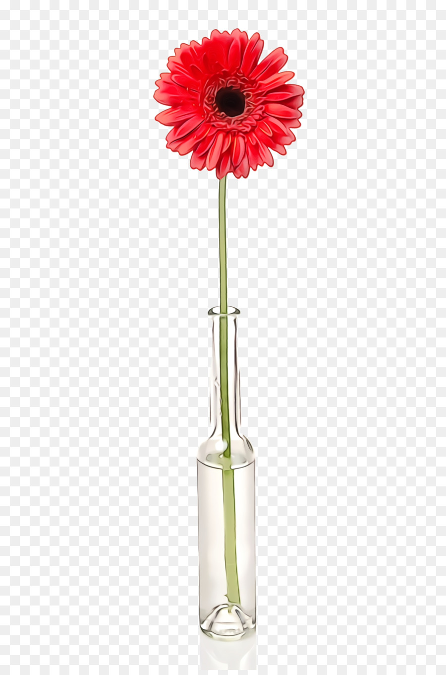 Gerbera，Vas PNG