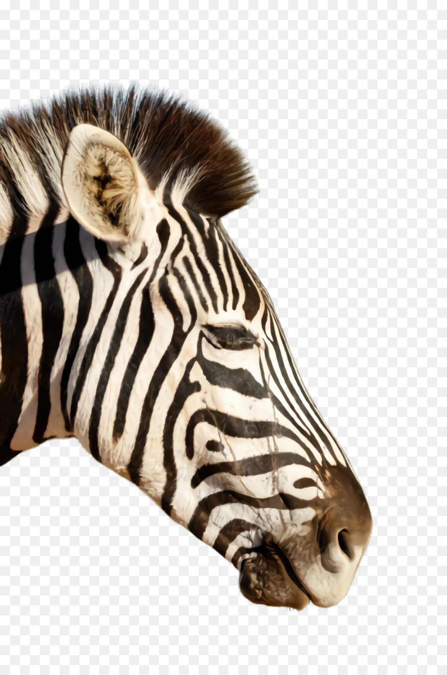 Zebra, Putih, Satwa Liar gambar png