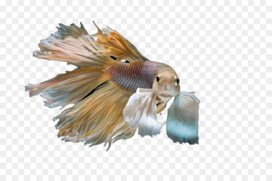 Ikan，Akuatik PNG