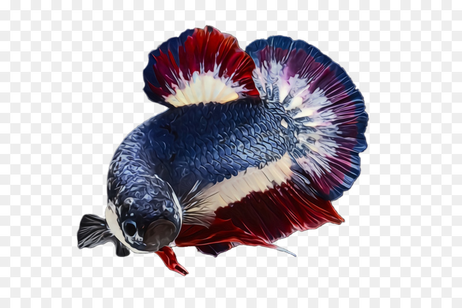 Ikan，Cupang PNG