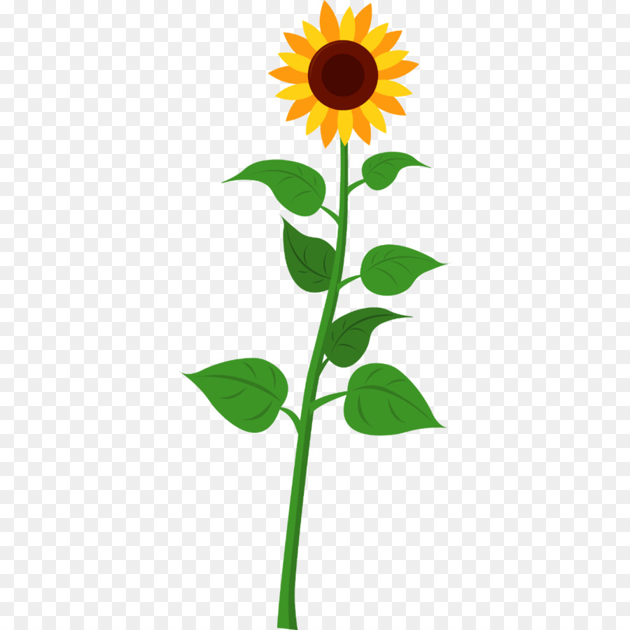 Bunga，Bunga Matahari PNG