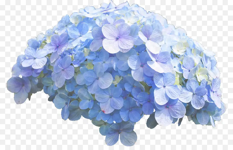 Hydrangea Biru，Cantik PNG