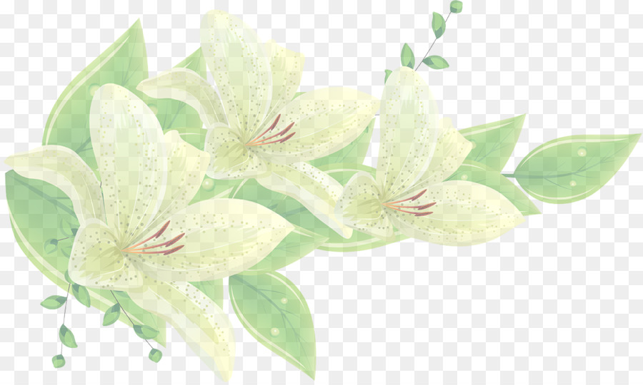 Bunga Lily，Mekar PNG