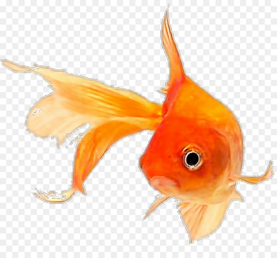 Ikan, Ikan Mas, Orange gambar png