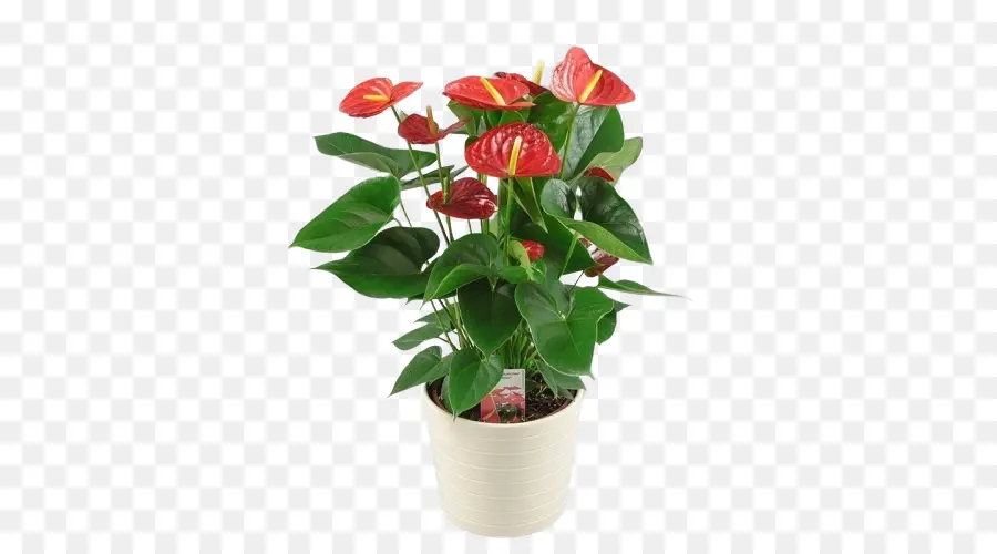 Tanaman Anthurium，Bunga PNG