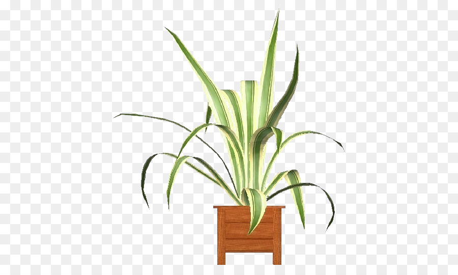 Pot Bunga，Houseplant PNG