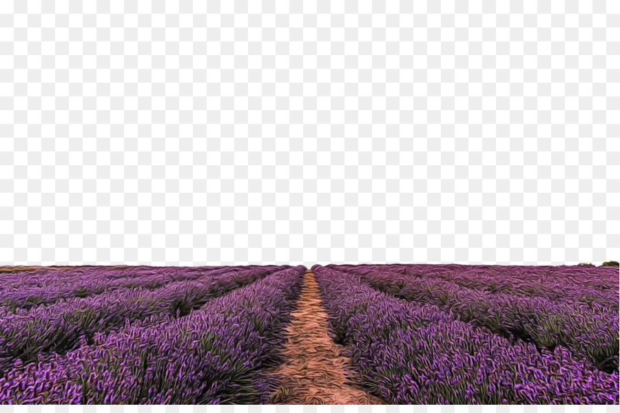 Lavender，Lavender Inggris PNG