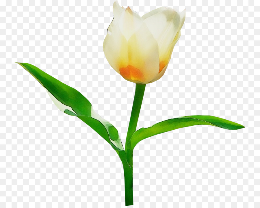 Tulip Putih，Mekar PNG