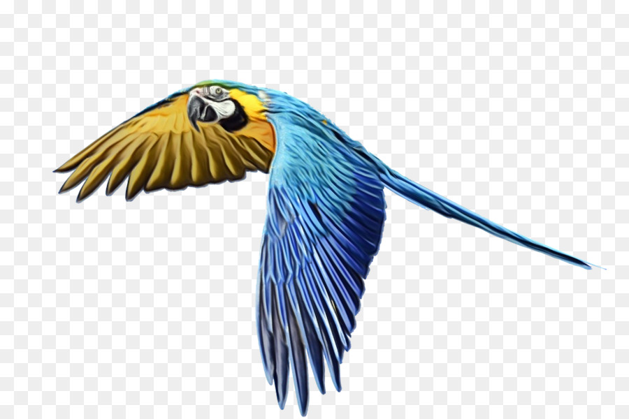 Burung，Macaw PNG