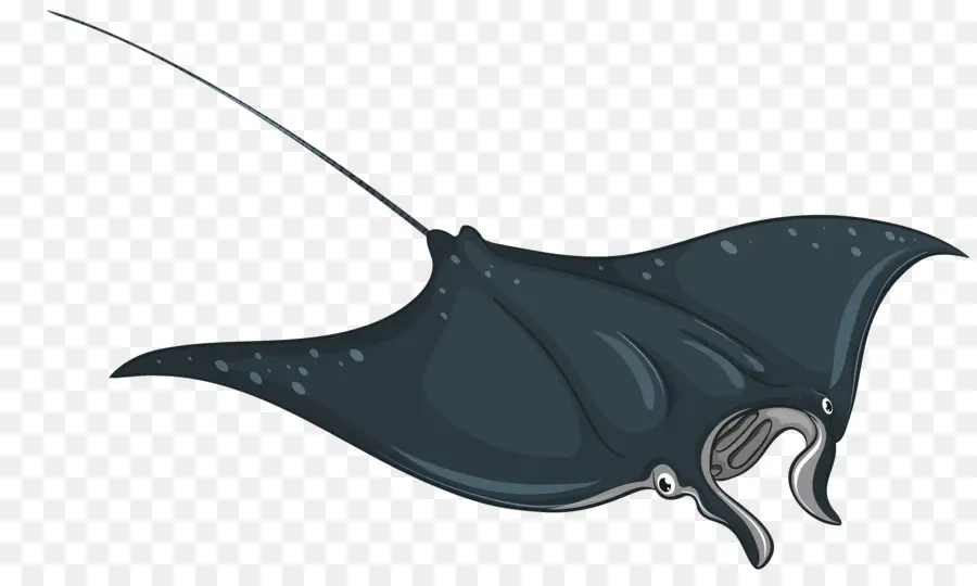 Manta Ray，Ikan Pari PNG