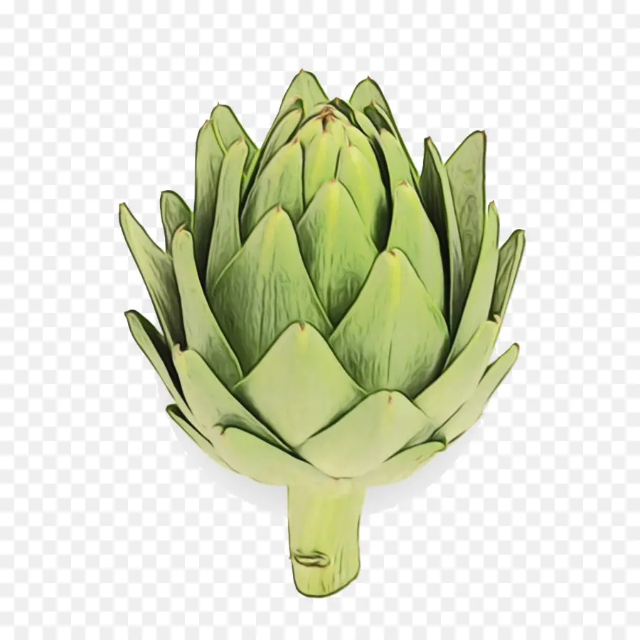 Artichoke，Hijau PNG