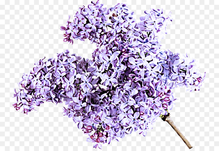 Lavender，Ungu PNG