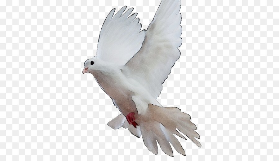 Burung merpati putih