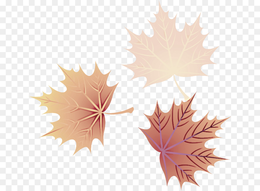 Daun，Daun Maple PNG