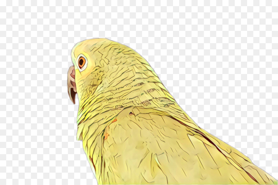 Parkit，Burung PNG