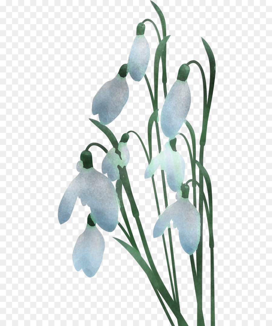 Galanthus，Polisi Militer PNG