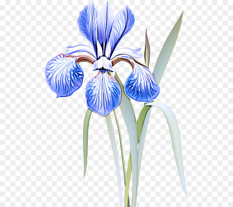 Iris Ungu，Tanaman PNG